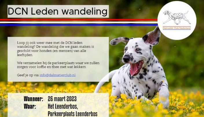 Dalmatiër Club Nederland I Ledenwandeling Eindhoven