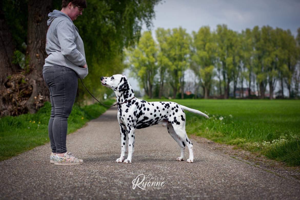 Dalmatiër Club Nederland I International dogshow OSS