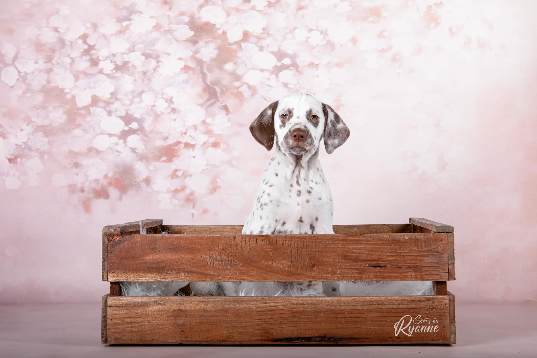 Dalmatische hond bij de Dalmatiër Club Nederland