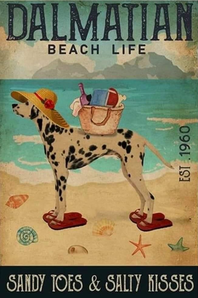 dalmatianbeachlive