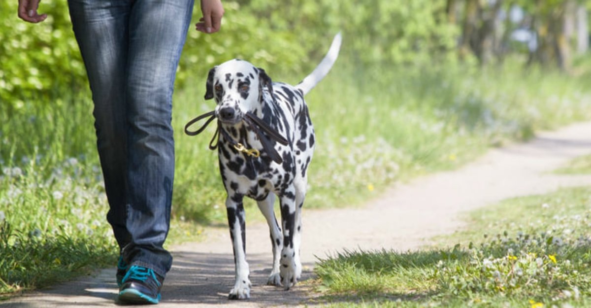 Dalmatische hond aan de wandel bij de Dalmatiër Club Nederland