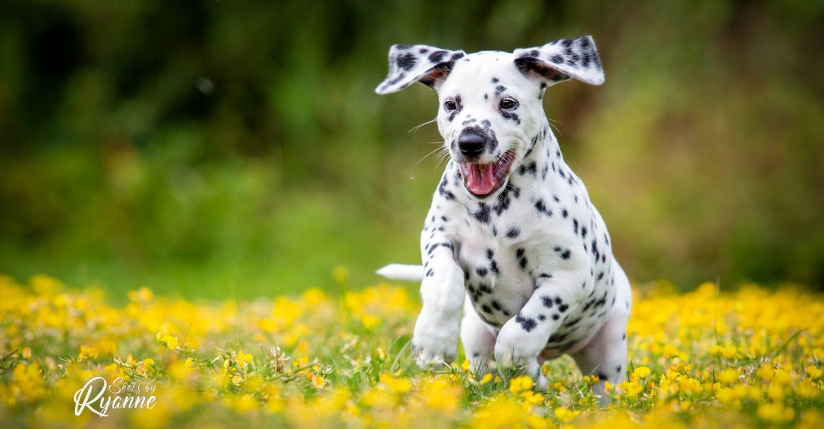 Dalmatische hond bij de Dalmatiër Club Nederland