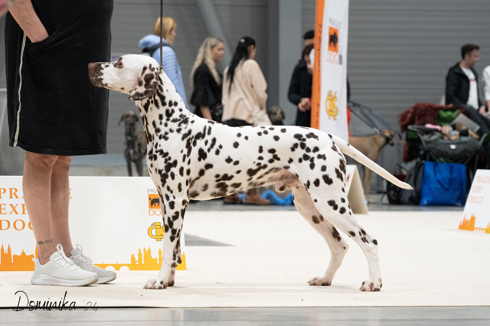 Dalmatier Club Nederland I Namara's in to a shock