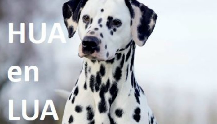 Lua Dalmatische honden in Dogzine