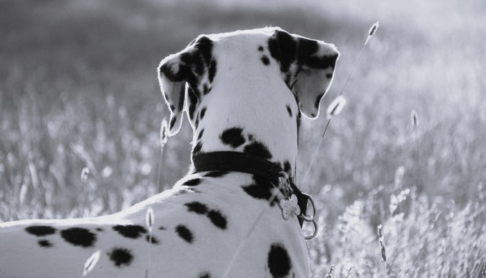 Dalmatier Club Nederland I Overlijden Freek Nierop