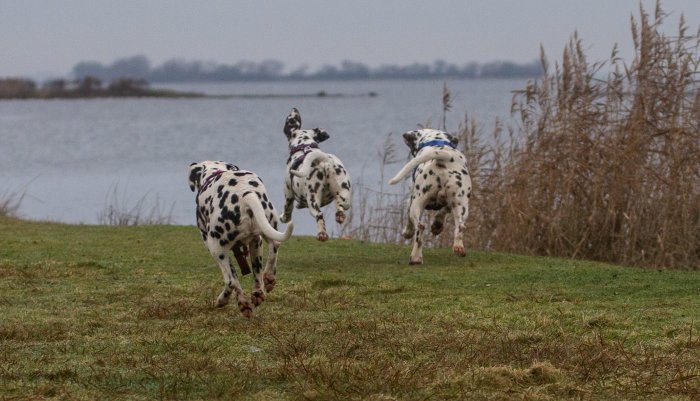 Dalmatiër Club Nederland I eerste bijeenkomst nestbezoekers