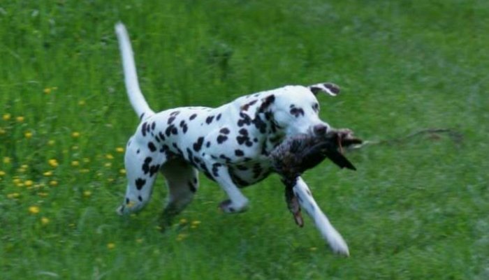 Dalmatiër Club Nederland I Alles over gezondheid van de dalmatische hond