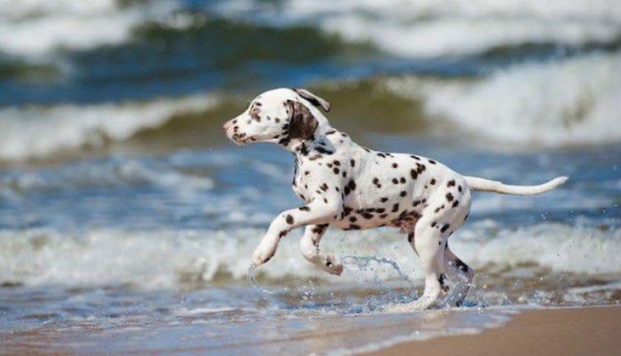 Dalmatiër Club Nederland  de rasvereniging voor de dalmatische hond