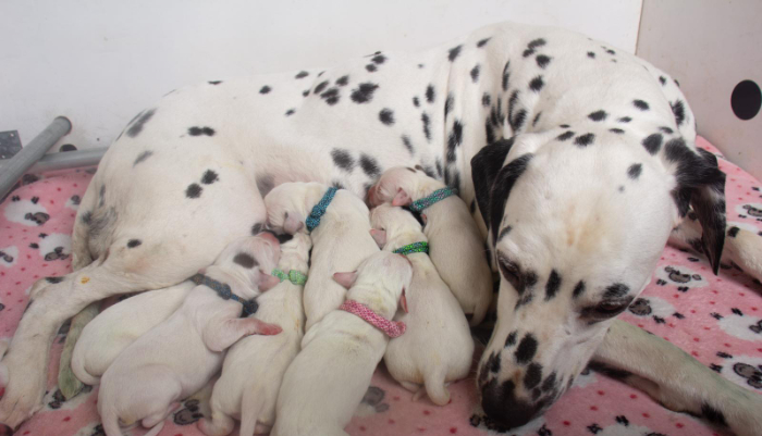 Dalmatiër Club Nederland I Zie al onze dek en geboorteberichten en puppies